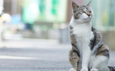 Who Let the Dogs Out